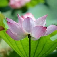 在家如何提取薄荷精油
