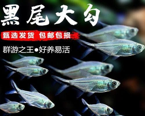 月光鱼苗的饲养指南：从食物需求到健康成长