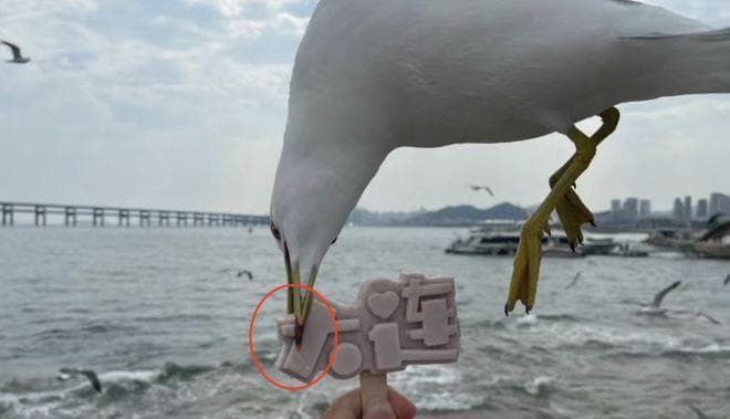 大连的海鸥为什么没有边界感？