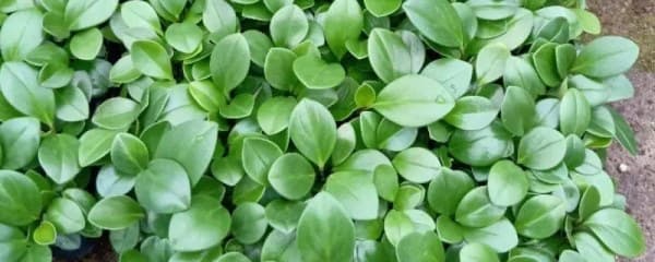 豆瓣绿怎么养，豆瓣绿养殖技术要点