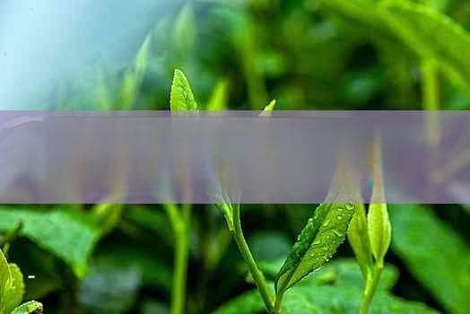 探秘红茶的起源：中国哪个历史时期开始盛行？