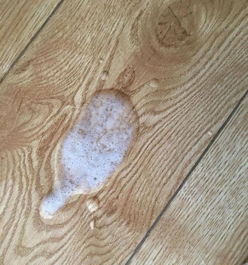 狗狗频繁拉吐怎么办？全面解析原因与调整方法