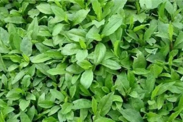 野菜中的一姐马兰头当道的季节
