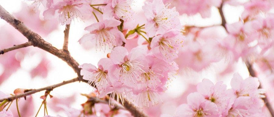 湖南省植物园樱花攻略（开花时间+入园预约+离哪个门近）