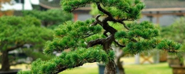 阳木有哪些？四种常见阳木的特点与用途