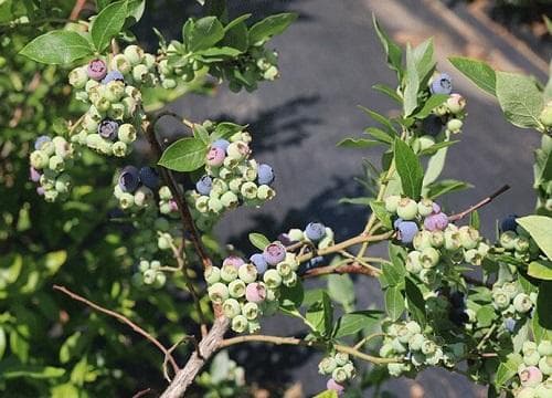 蓝莓是乔木还是灌木植物