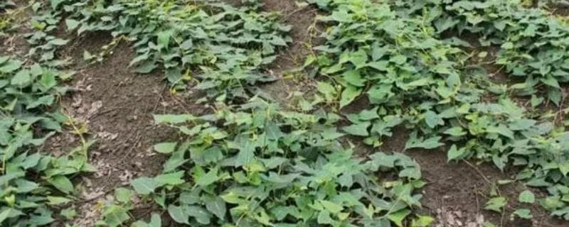 何首乌冬天是否会被冻死？冬季种植技术全解析