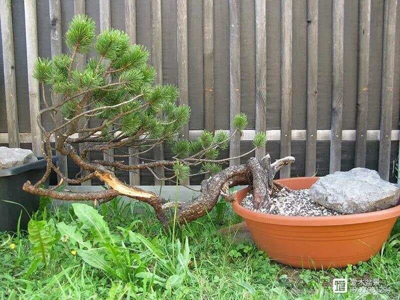 文人树盆景：中国盆景艺术的独特魅力