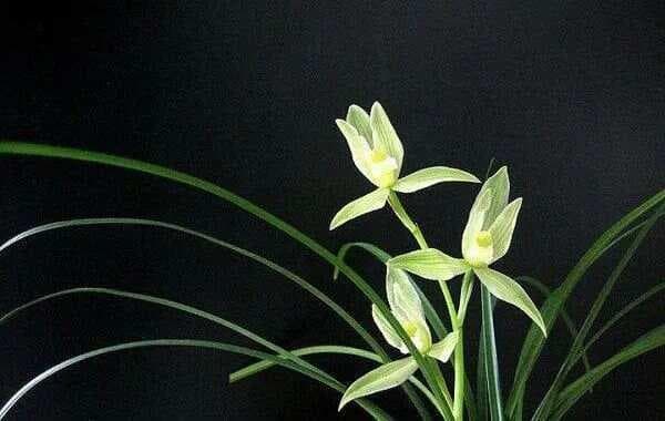 兰花，花中君子