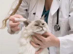 猫咪胰腺炎知识百科：识别、预防与管理策略