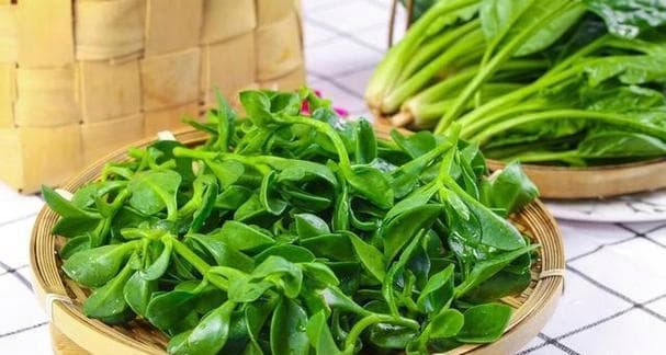 养心菜，护心之良药（探秘养心菜的功效与作用，享受健康美食生活）