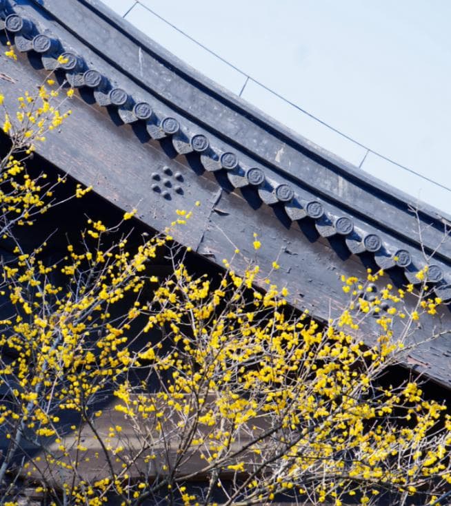 无锡梅里古镇：三千年梅缘感受江南美