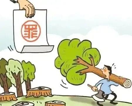 为通行砍树被判刑！海南一村民毁林1013株获刑三年
