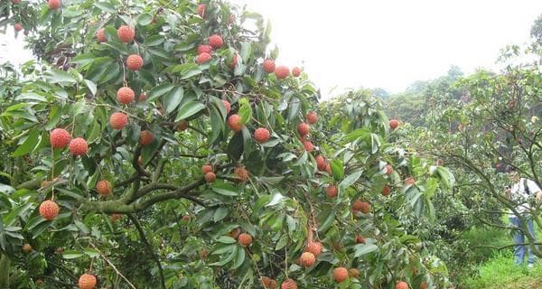 荔枝——热带水果之王（荔枝的品种、生长环境和营养价值）