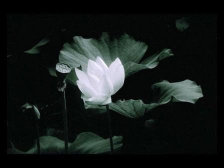 莲花特点及分类解析