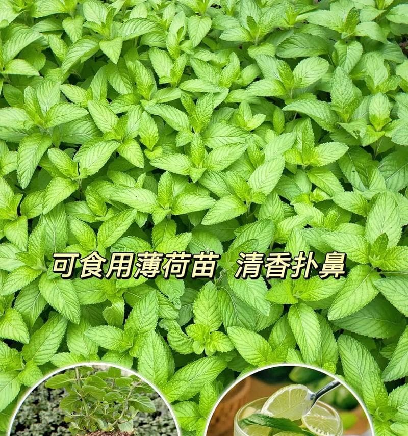 薄荷叶的种植与养护（如何在家中轻松养出清新薄荷）