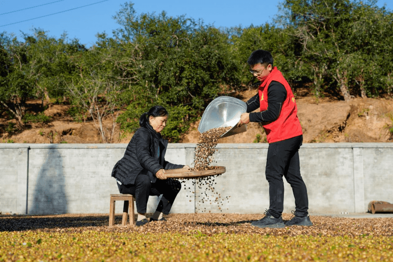 江西广昌：“三链同建”推动油茶产业高质量发展