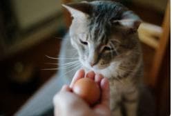 猫咪能吃鸡蛋吗？能吃多少？怎么吃？