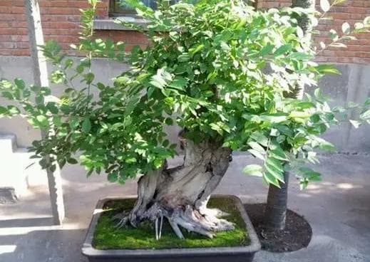 朴树盆景制作全攻略：从选材到上盆的每一个细节