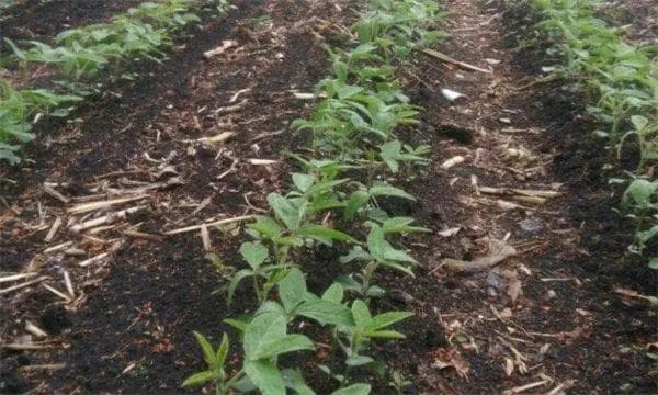 大豆的田间管理技术要点有哪些？