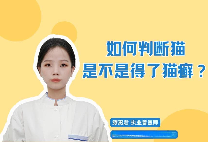 如何判断猫是不是得了猫癣？伍德氏灯检查准吗？