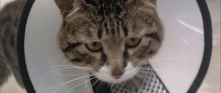 猫咪必备！伊丽莎白圈，轻松解决各种困扰