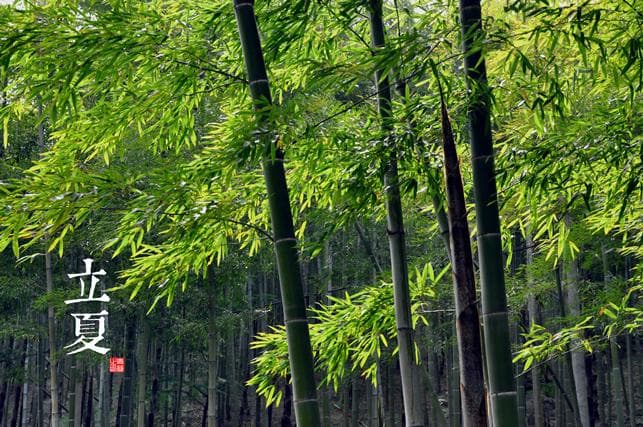 立夏：从节气到文化的传承