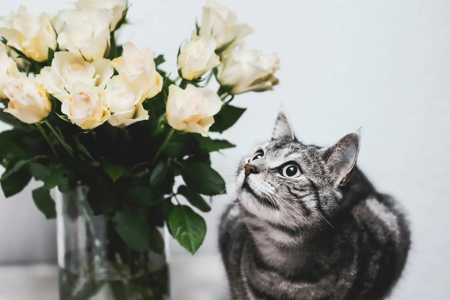 花猫图案火爆网页设计圈，CSS高手教你玩转视觉盛宴
