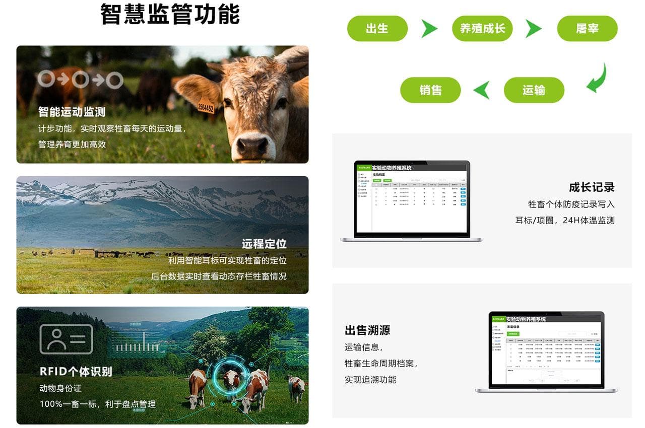 智慧畜牧业的智能耳标与健康管理