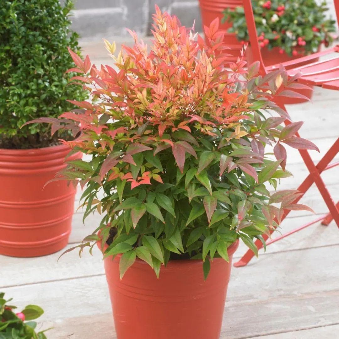 秋冬季节，如何让南天竹更“红火” 丨小叶子有“花”招