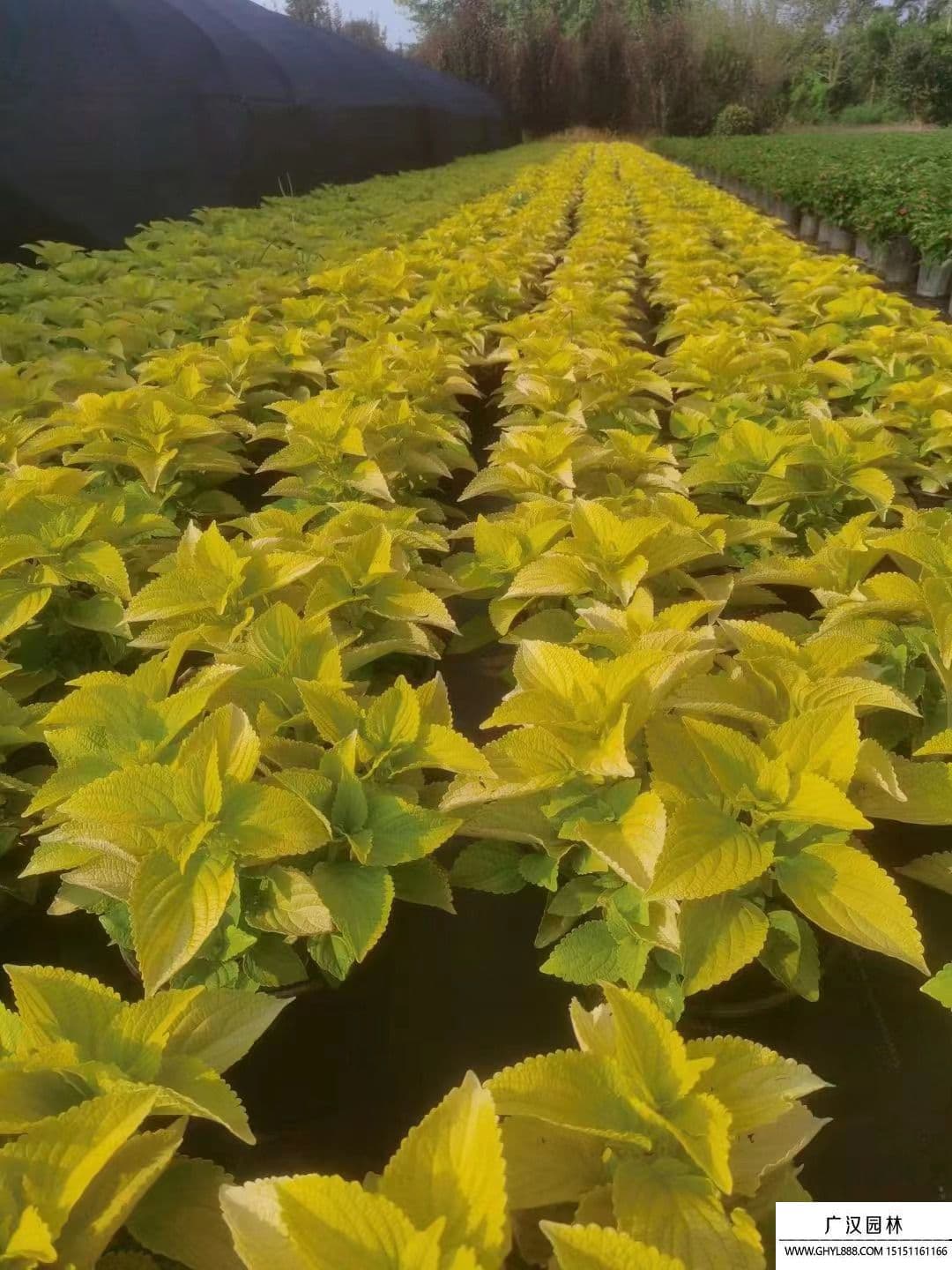 紫苏种植用什么土