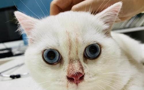 小猫为什么会那么害怕黄瓜？原因分析及应对方法
