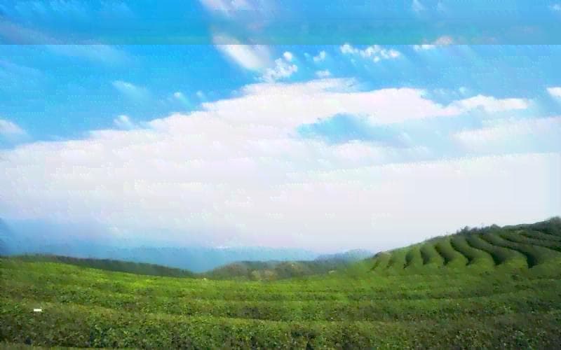 100种调饮茶配方大全：从经典到创意，满足您的口味需求