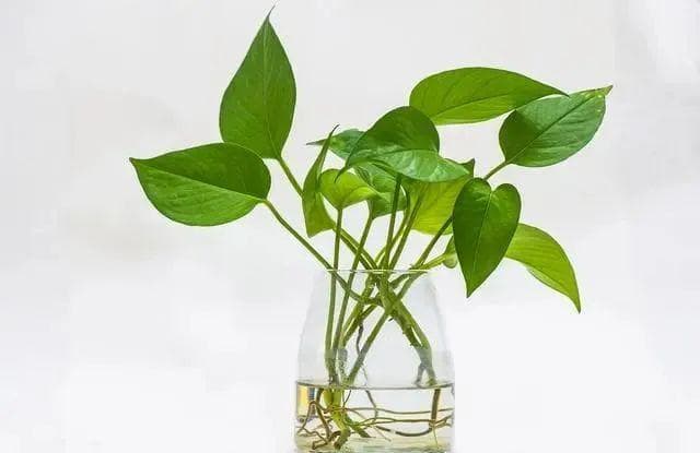 家养绿萝的叶子变黑？很可能是这些原因所致！教你几个打理小技巧~