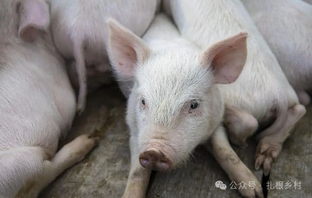 种猪的一生：从“猪中贵族”到餐桌的命运