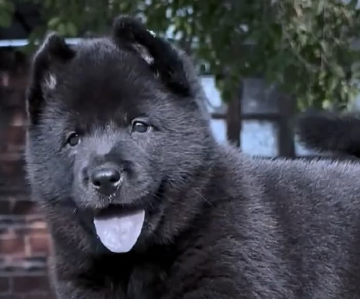 五黑犬有哪些特征？