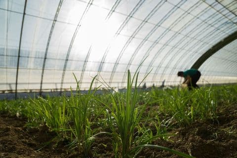 大棚是否属于建筑物？法律这样规定
