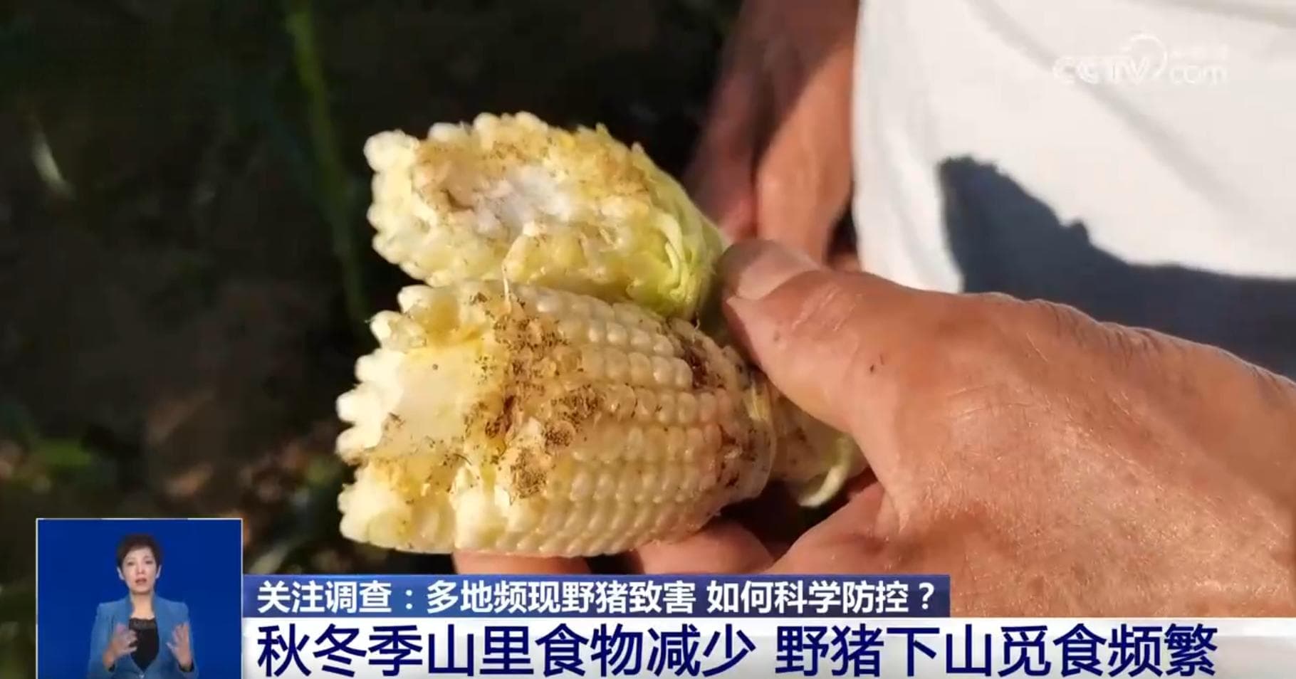 关注调查｜近期野猪频频“下山进城” 如何科学防控致害难题？