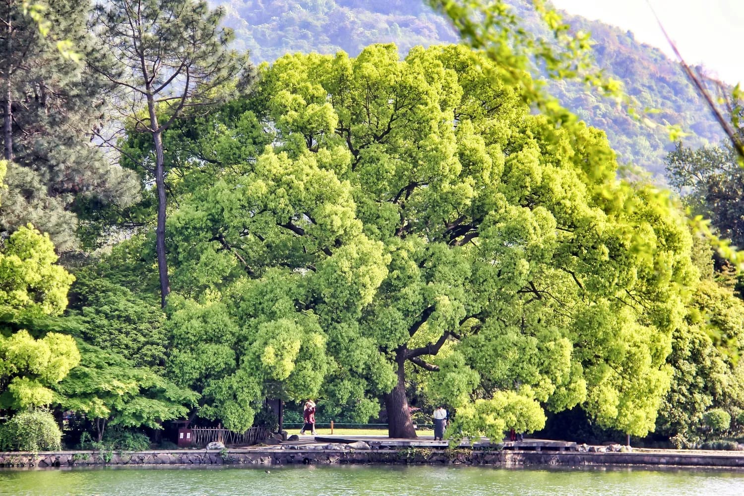 冬日自驾探秘：丽水古堰画乡的历史韵味