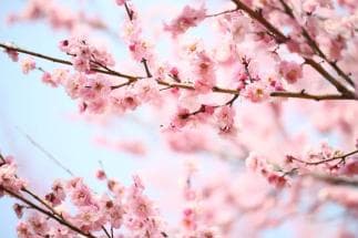 粉色花海盛开，“护花使者”默默守护
