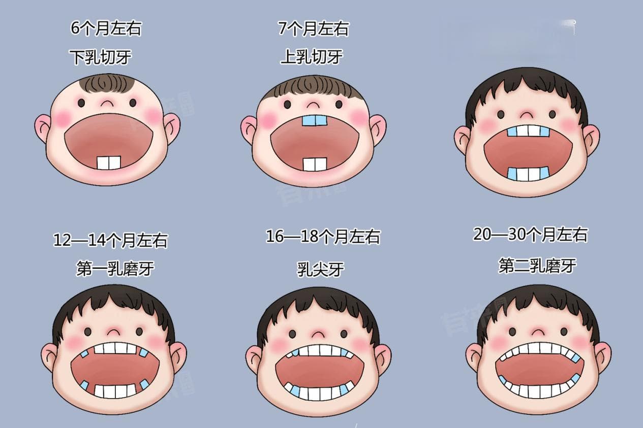 1-6岁儿童出牙数标准及护理指南