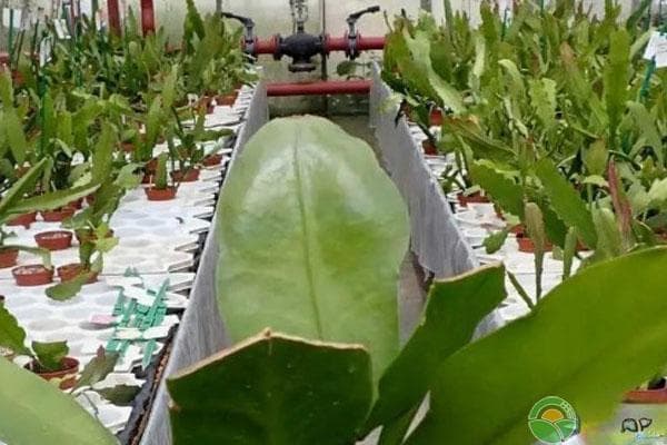 昙花的养殖方法和修剪