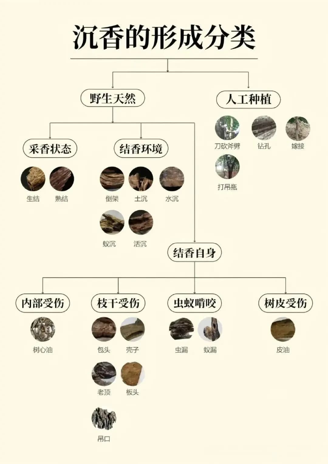 揭秘沉香：等级、价值全解析！