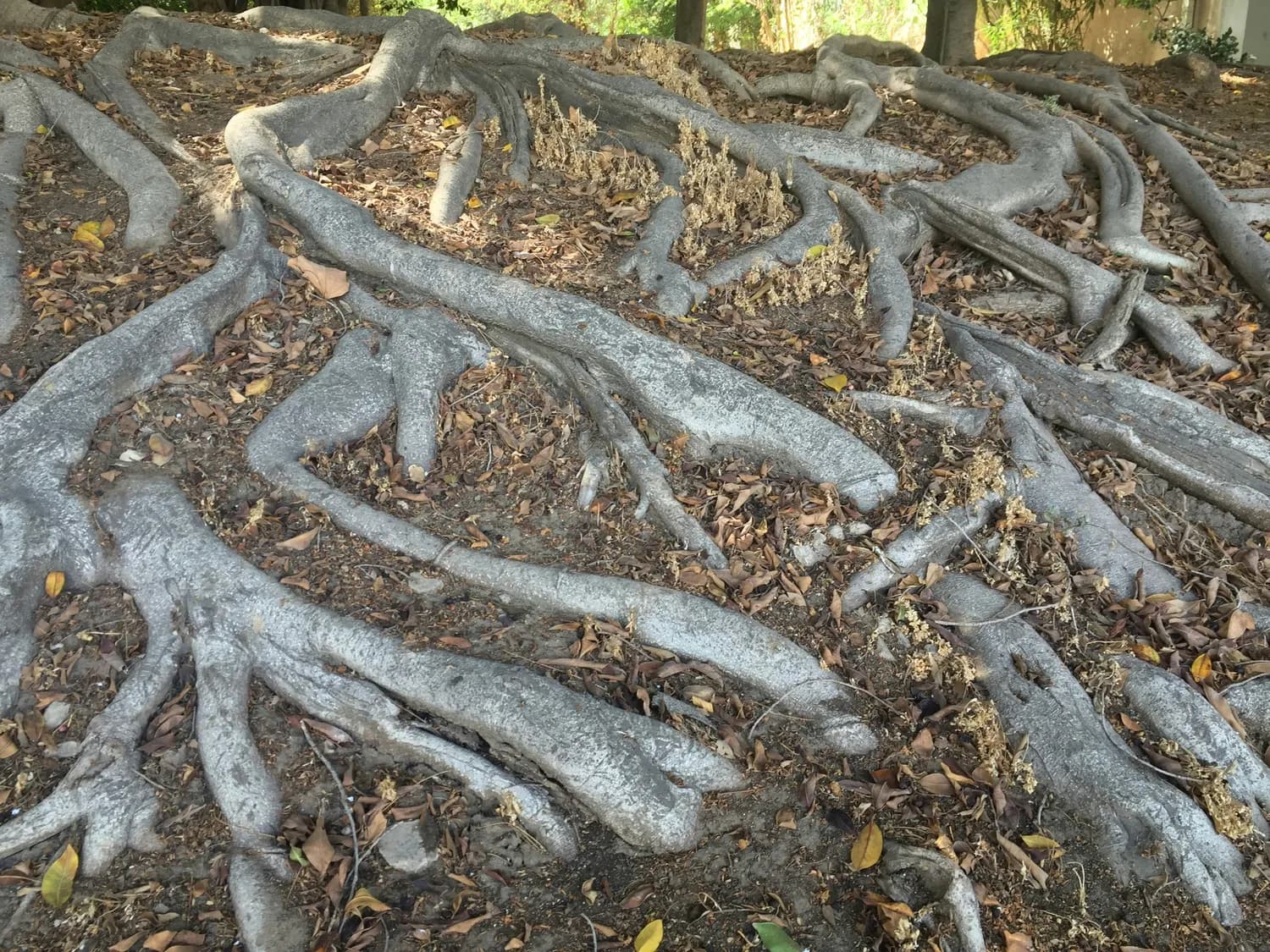 芒果树种植六大误区，你中招了吗？