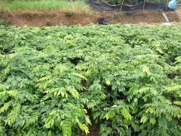 北方能种黄花梨树苗吗？黄花梨树苗适合哪些地方种植？