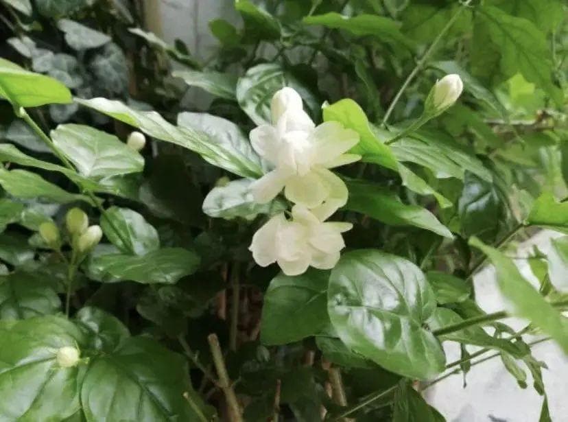 10种适合室内养殖的芳香花卉，让家中四季飘香