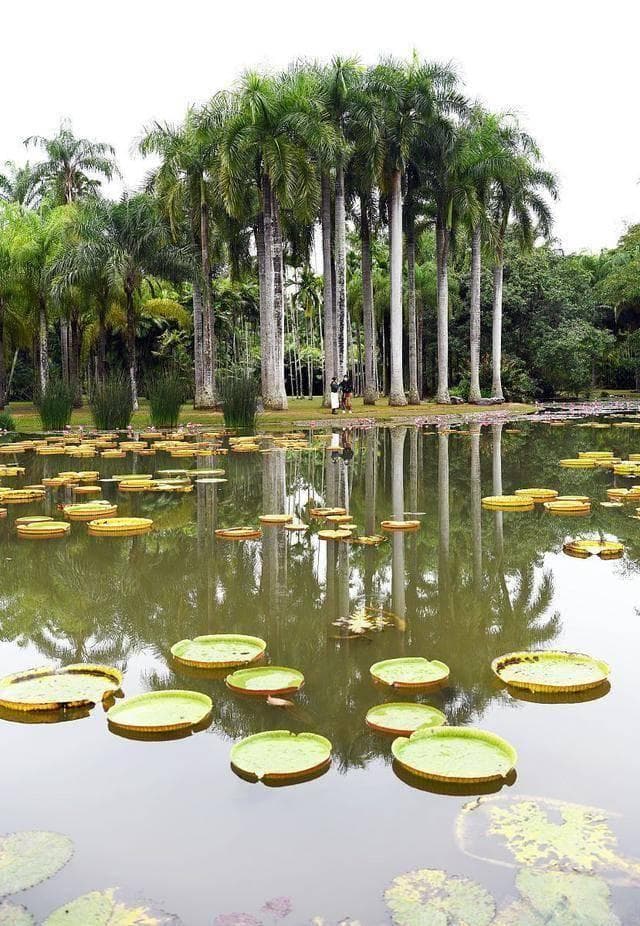 西双版纳植物园旅游攻略：美食与美景的邂逅