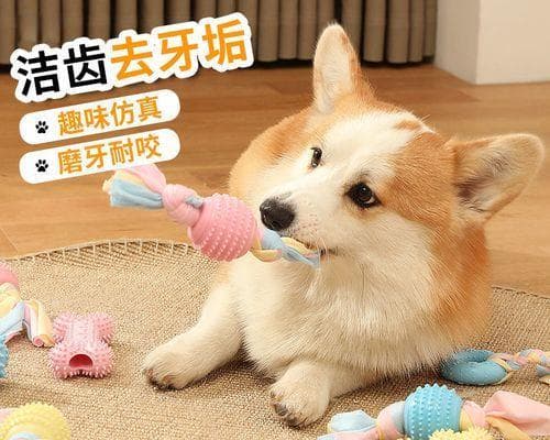 如何选择合适的宠物伙伴——泰迪还是柯基