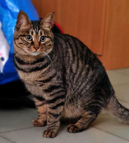 短命狸花猫常见特征，你家猫有吗？