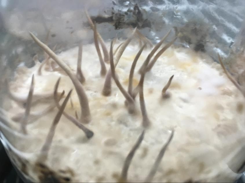 出草率达90%！冬虫夏草产业化栽培获突破性进展